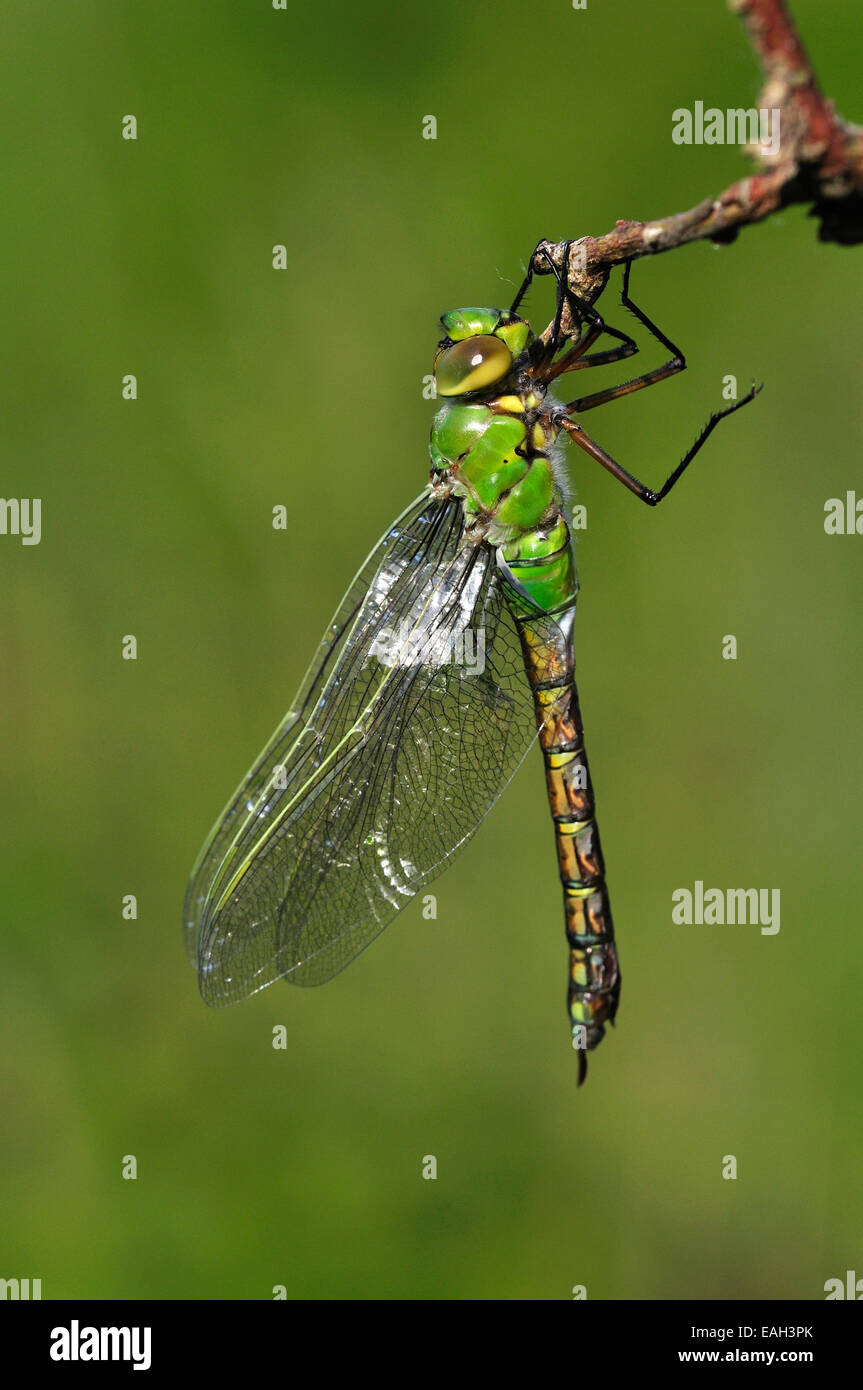 Appena emerso imperatore dragonfly REGNO UNITO Foto Stock