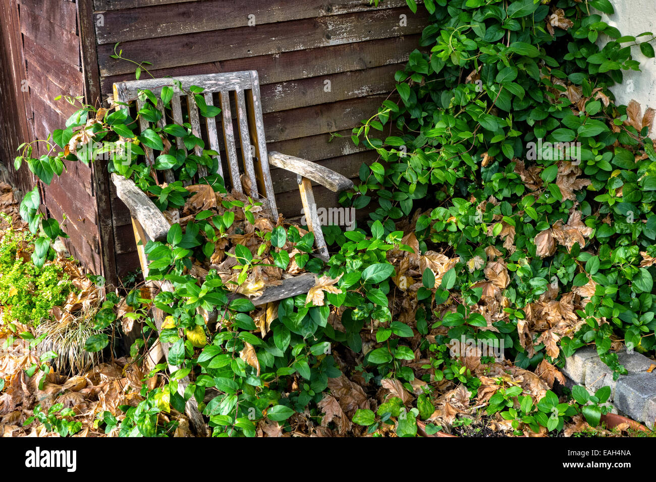 Una sedia da giardino ricoperta con piante Foto Stock