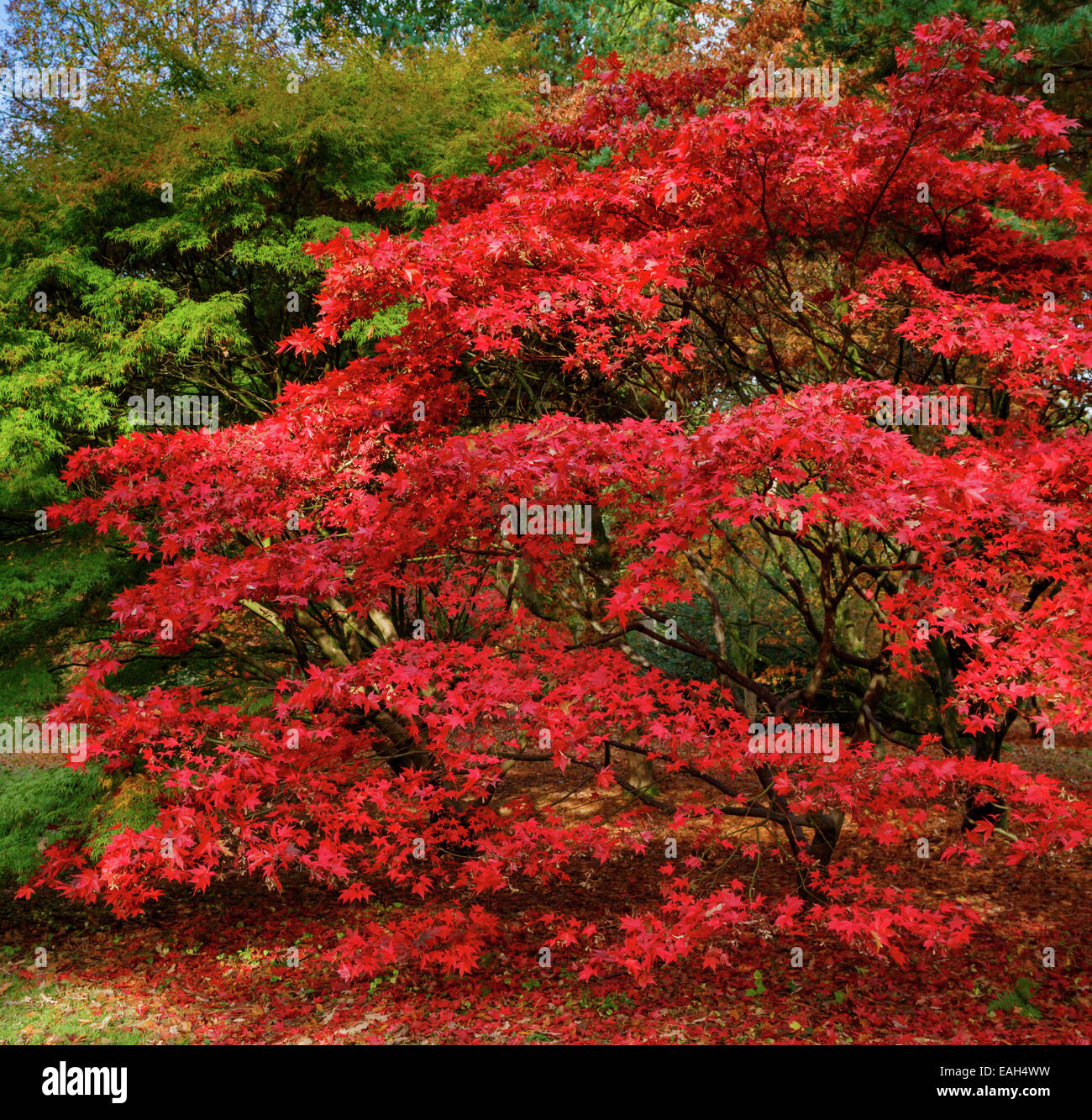 colori d'autunno Foto Stock
