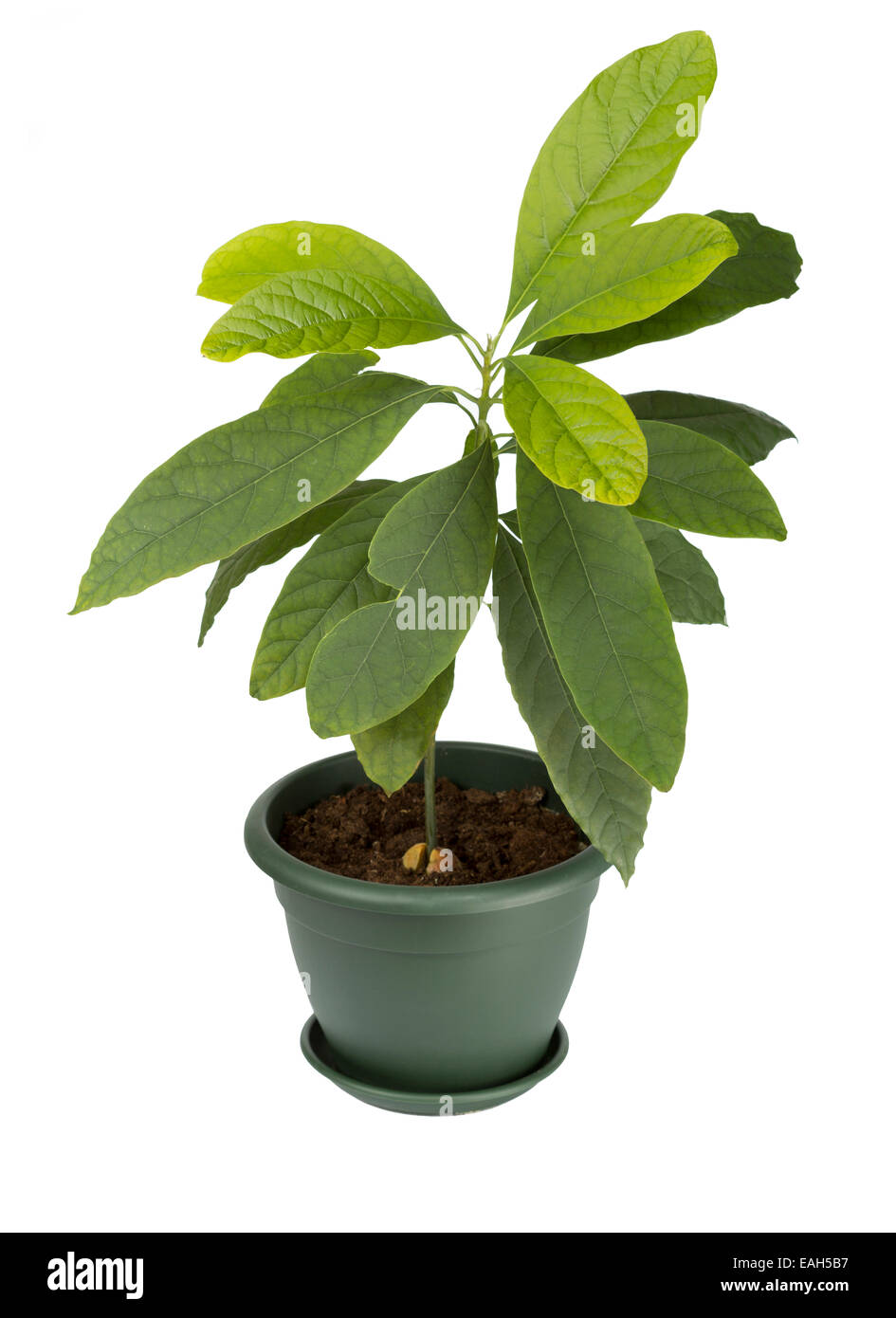 Impianto di Avocado in una pentola Foto Stock