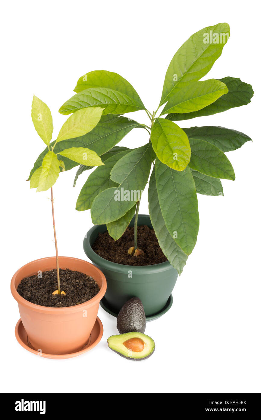 Due piante di avocado e frutta Foto Stock