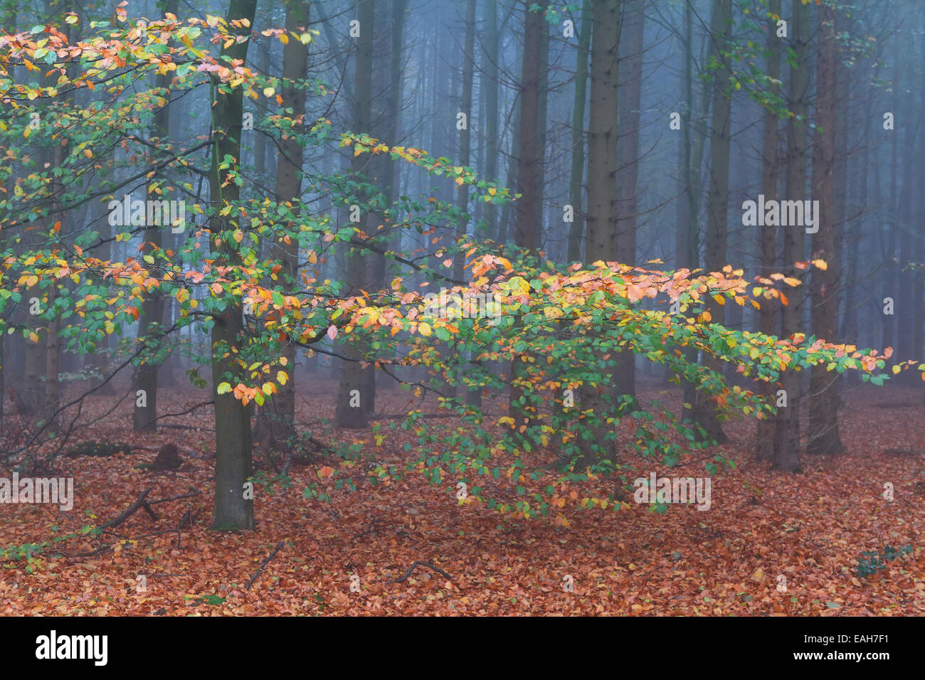 La nebbia colorata del bosco di faggio in autunno Foto Stock