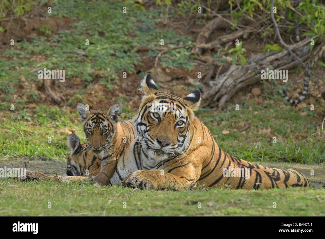 Wild Indian Tiger madre con i suoi giovani cubs in un waterhole nelle estati calde di Ranthambore Foto Stock