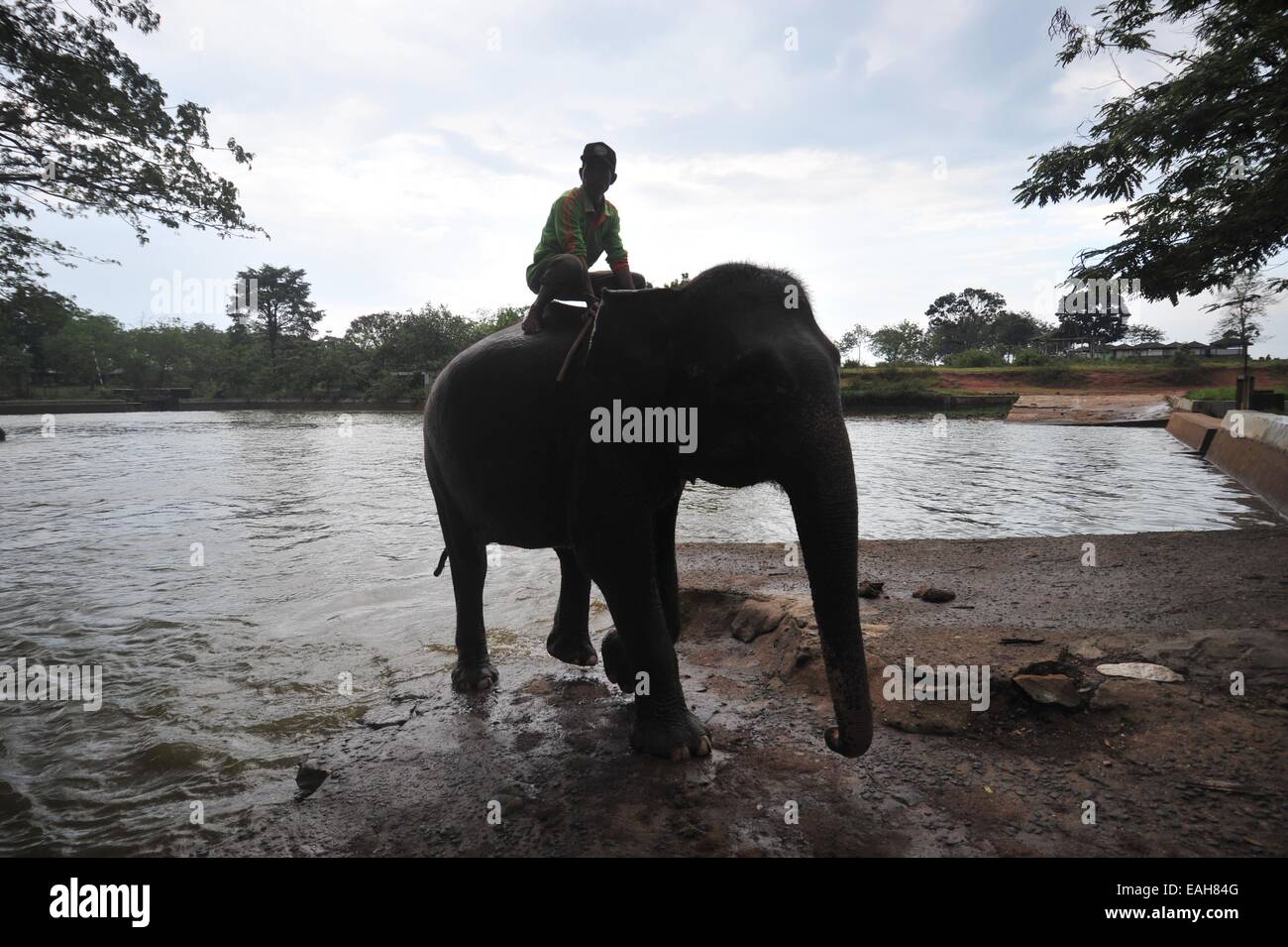 Jakarta, Indonesia. Xv Nov, 2014. Un elefante keeper bagna un elefante di Sumatra in modo Kambas Parco Nazionale in provincia di Lampung, Indonesia, nov. 15, 2014. © Zulkarnain/Xinhua/Alamy Live News Foto Stock