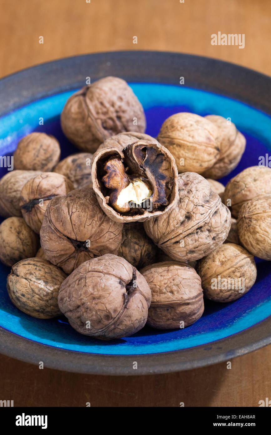 Juglans regia di frutta. Appena raccolto le noci in una ciotola blu. Foto Stock