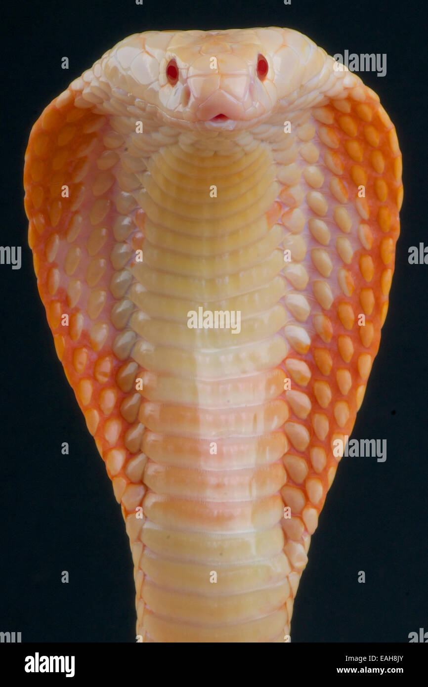 Cobra, albino / naja kaouthia Foto Stock