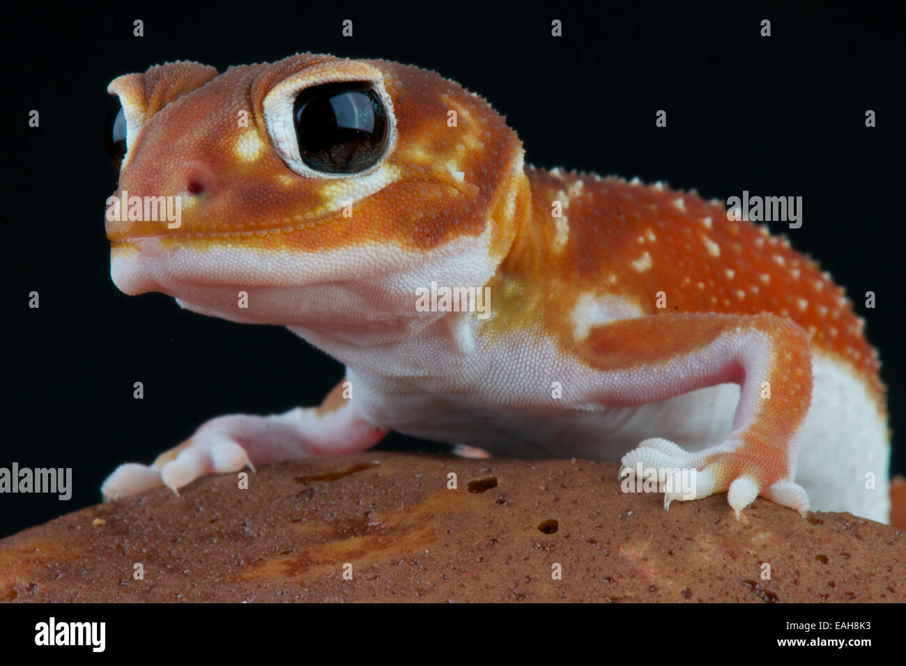Knobtail gecko / Nephrurus levis Foto Stock