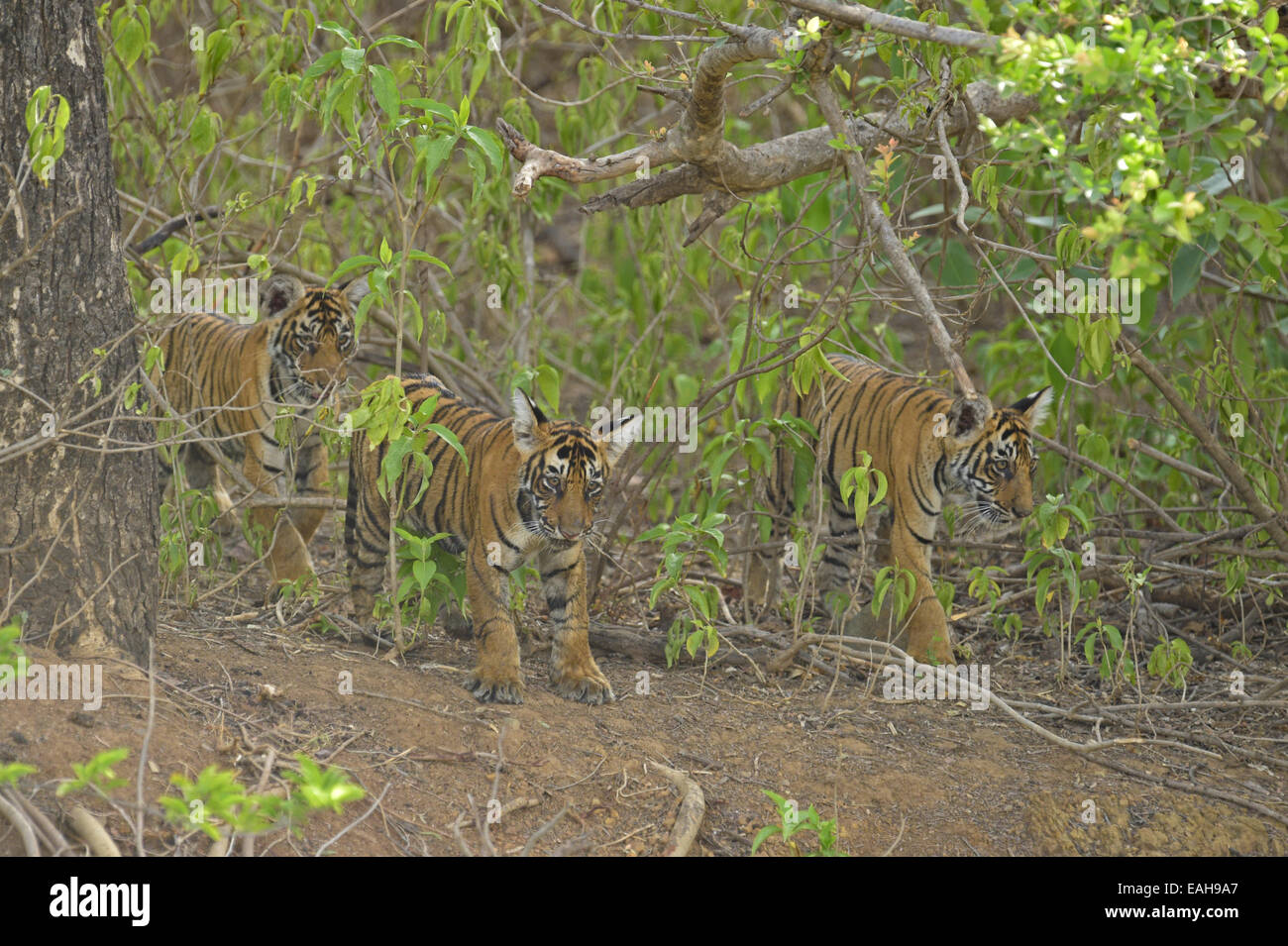 Giovani indiani cuccioli di tigre la riproduzione nelle boccole in Ranthambore Foto Stock