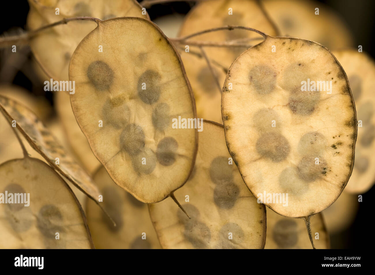 Fiore giardino onestà lunaria annua un perenne, pattern di teste di seme Foto Stock