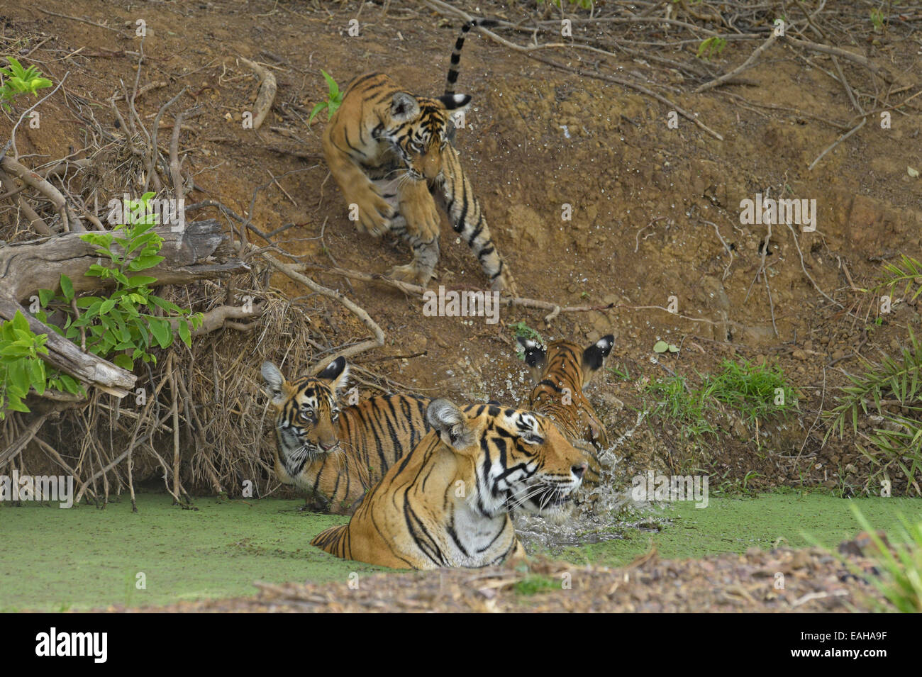 Wild Indian Tiger madre con i suoi piccoli cuccioli giocoso in un waterhole nelle estati calde di Ranthambore Foto Stock