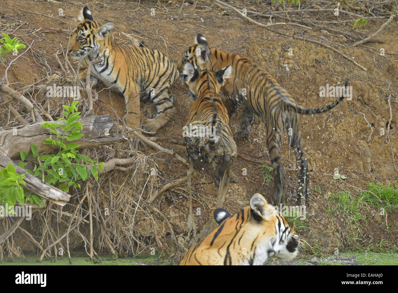 Wild Indian Tiger madre con i suoi piccoli cuccioli giocoso in un waterhole nelle estati calde di Ranthambore Foto Stock