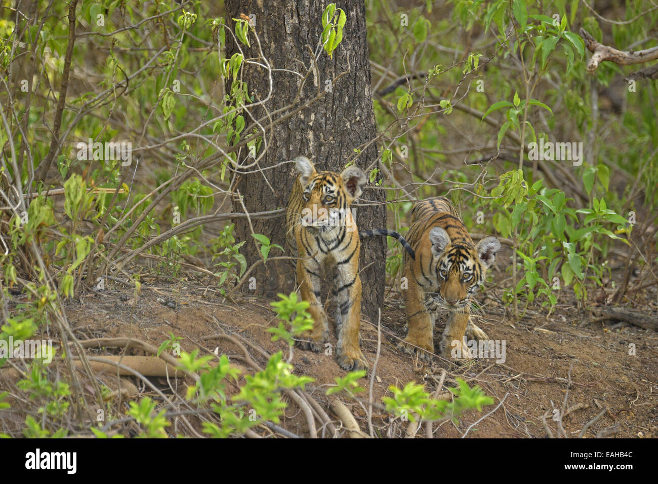 Giovani indiani cuccioli di tigre la riproduzione nelle boccole in Ranthambore Foto Stock