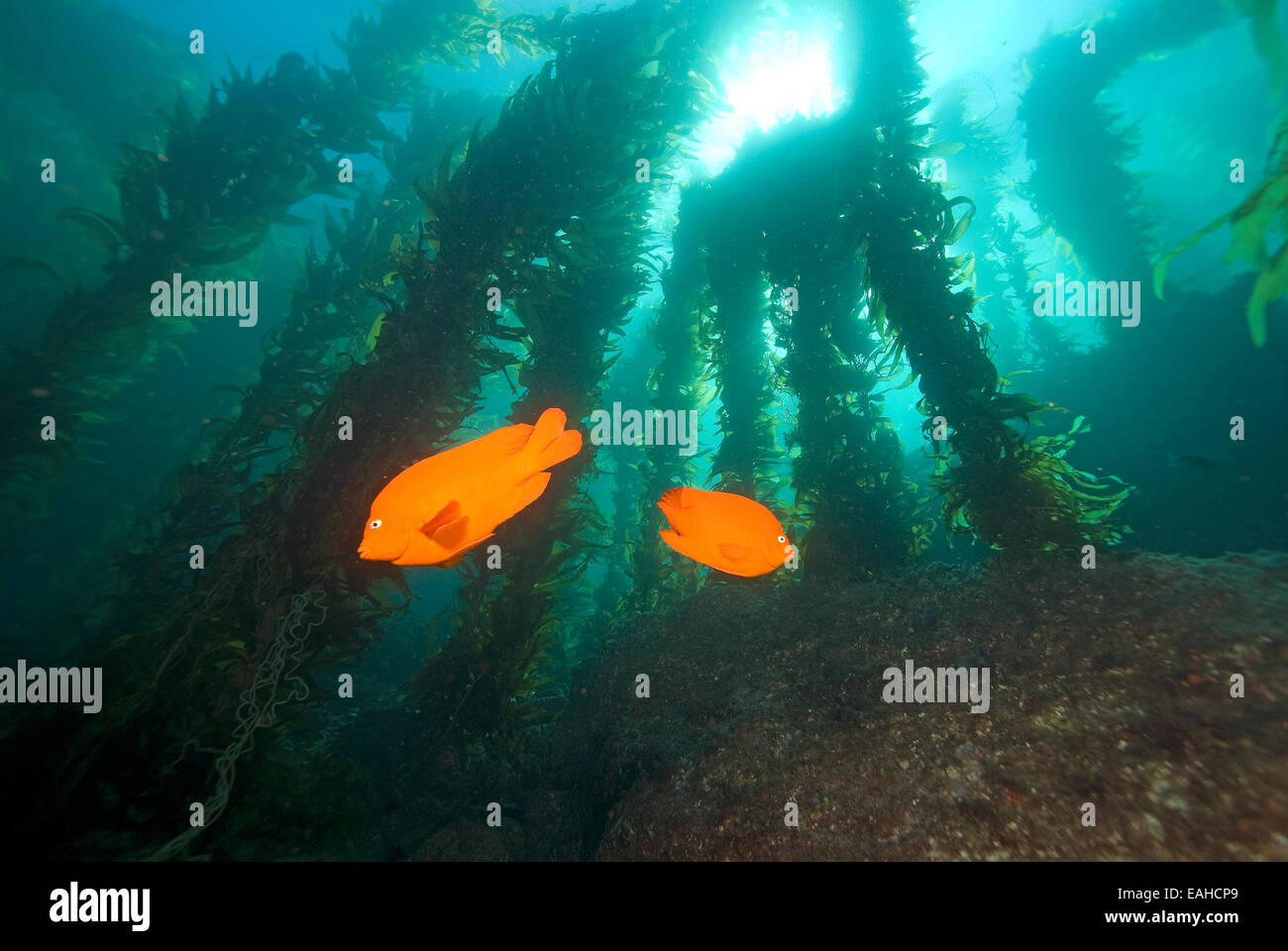 Garibaldi subacquea pesce nuotare presso la California Reef Foto Stock