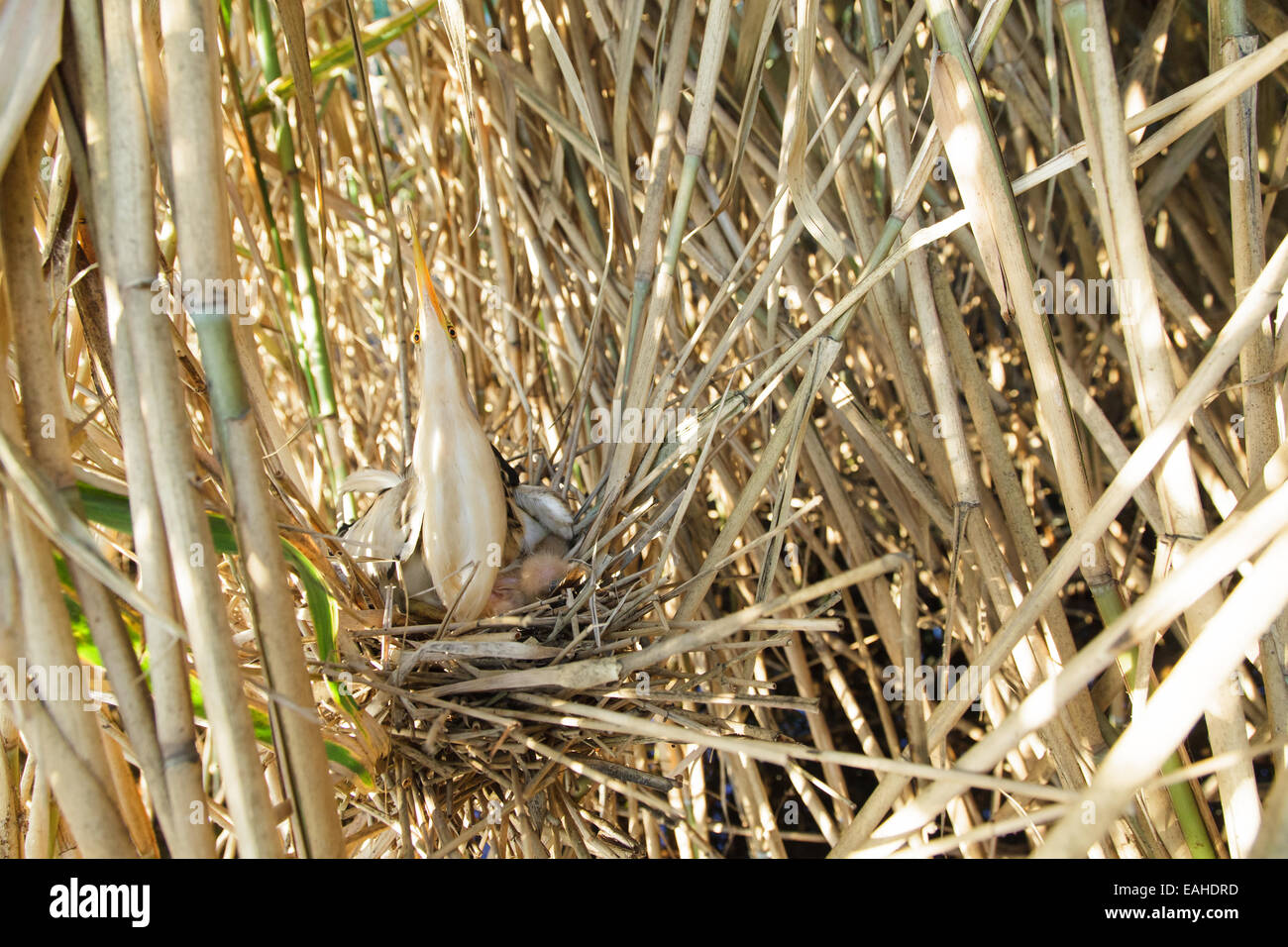 Ixobrychus minutus, tarabusino. Nido in natura. Foto Stock