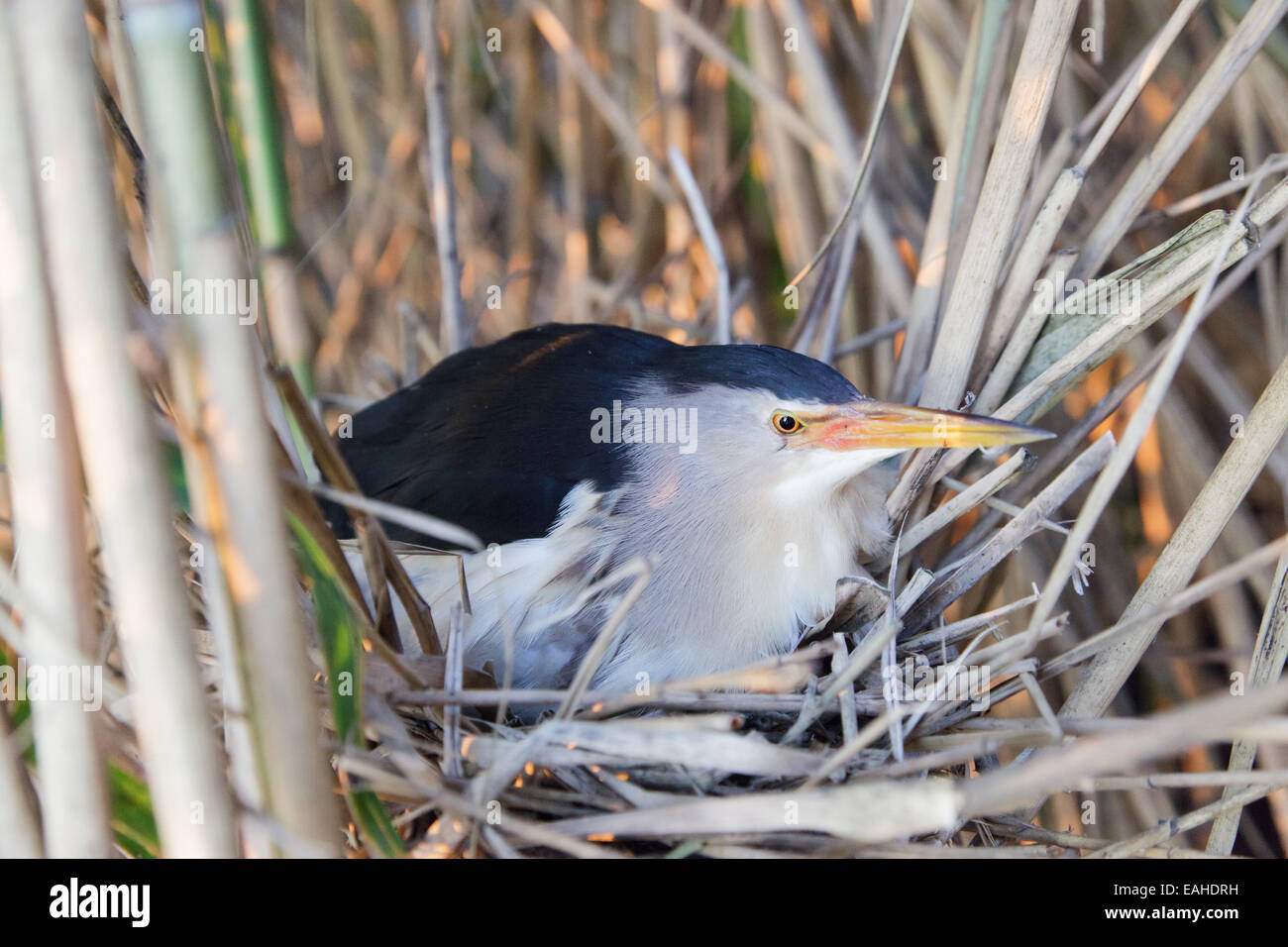 Ixobrychus minutus, tarabusino. Nido in natura. Foto Stock