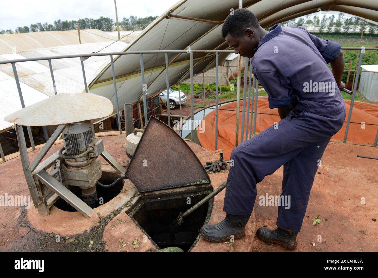 KENYA Thika vicino Nairobi, impianto di produzione di biogas di Simbi Rose farm di elaborazione di biogas e la produzione di energia dai rifiuti agricoli Foto Stock