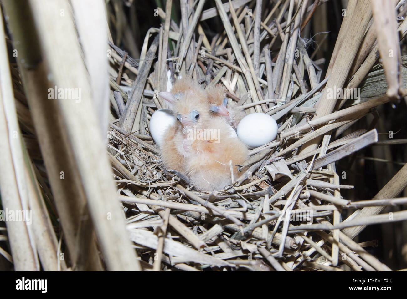 Ixobrychus minutus, tarabusino. Nido in natura. Foto Stock
