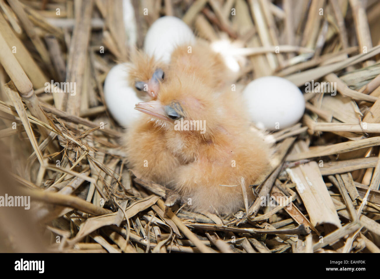 Ixobrychus minutus, tarabusino. Nido in natura. Foto Stock
