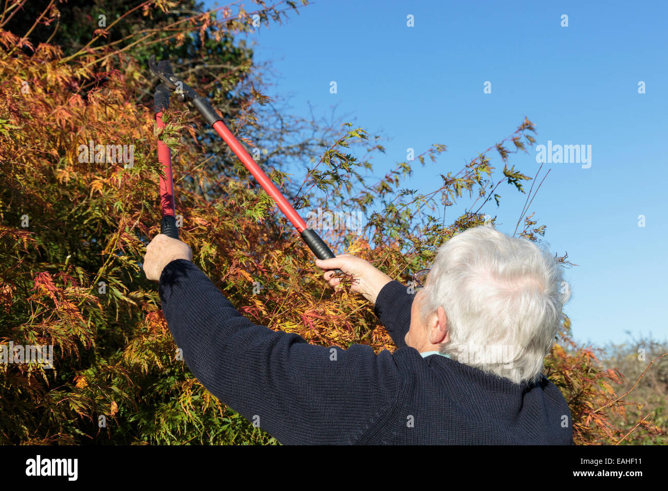 Donna senior che fa giardinaggio utilizzando i locatori per tagliare un cespuglio giardino in autunno, un'attività familiare. Inghilterra, Regno Unito, Gran Bretagna. Foto Stock
