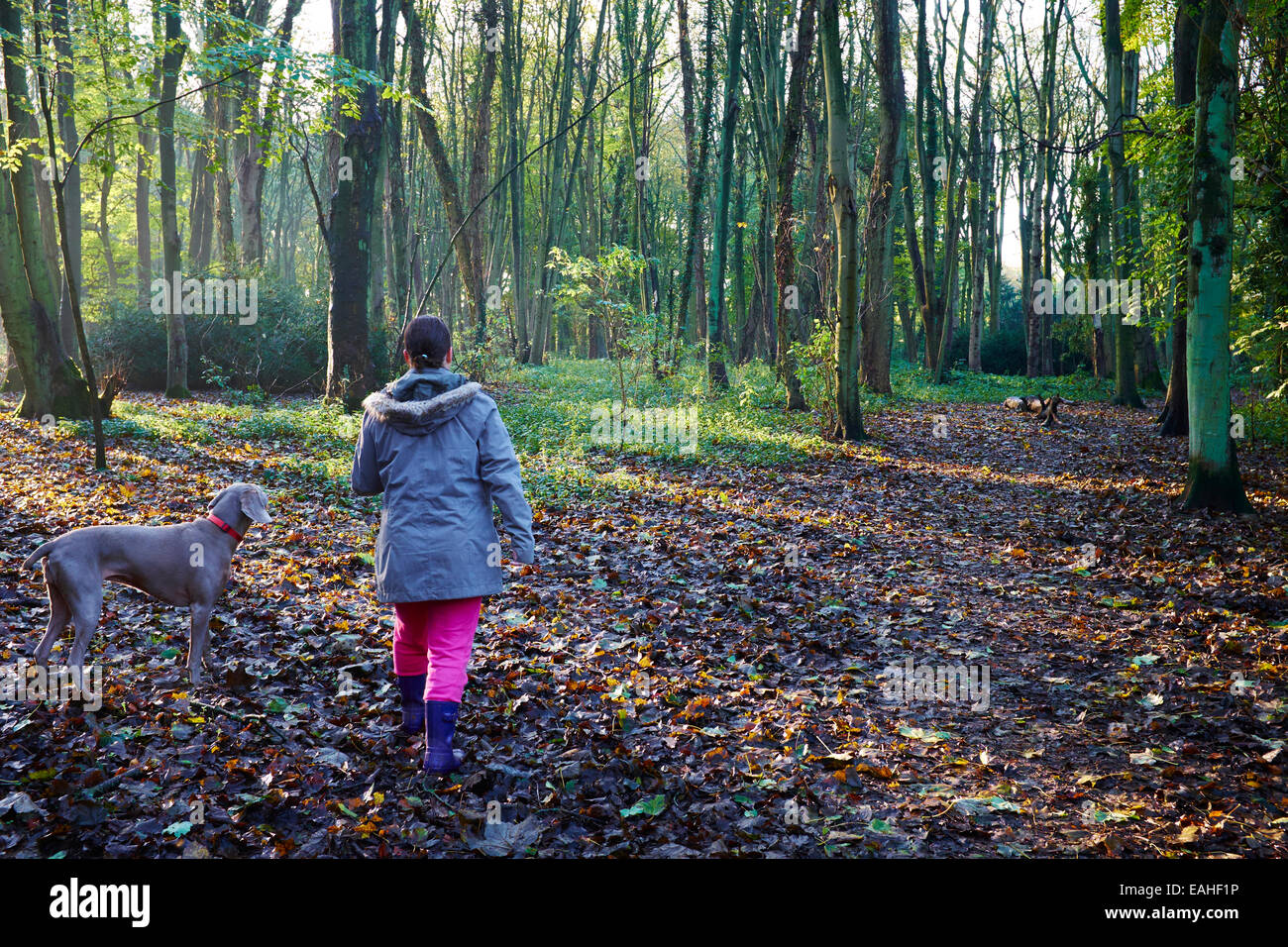 Donna che cammina il suo cane Weimaraner durante l'inizio dell'autunno in boschi di Cawston vicino a Rugby Regno Unito Foto Stock