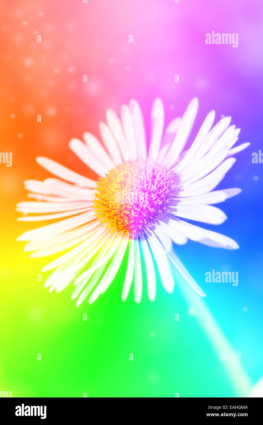 Singolo daisy arcobaleno di fiori colorati con bokeh di fondo Foto Stock