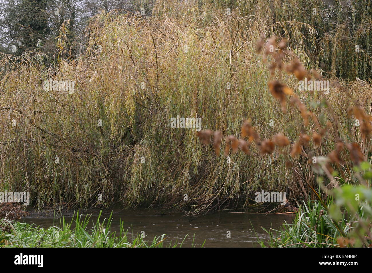 Salice in autunno Foto Stock