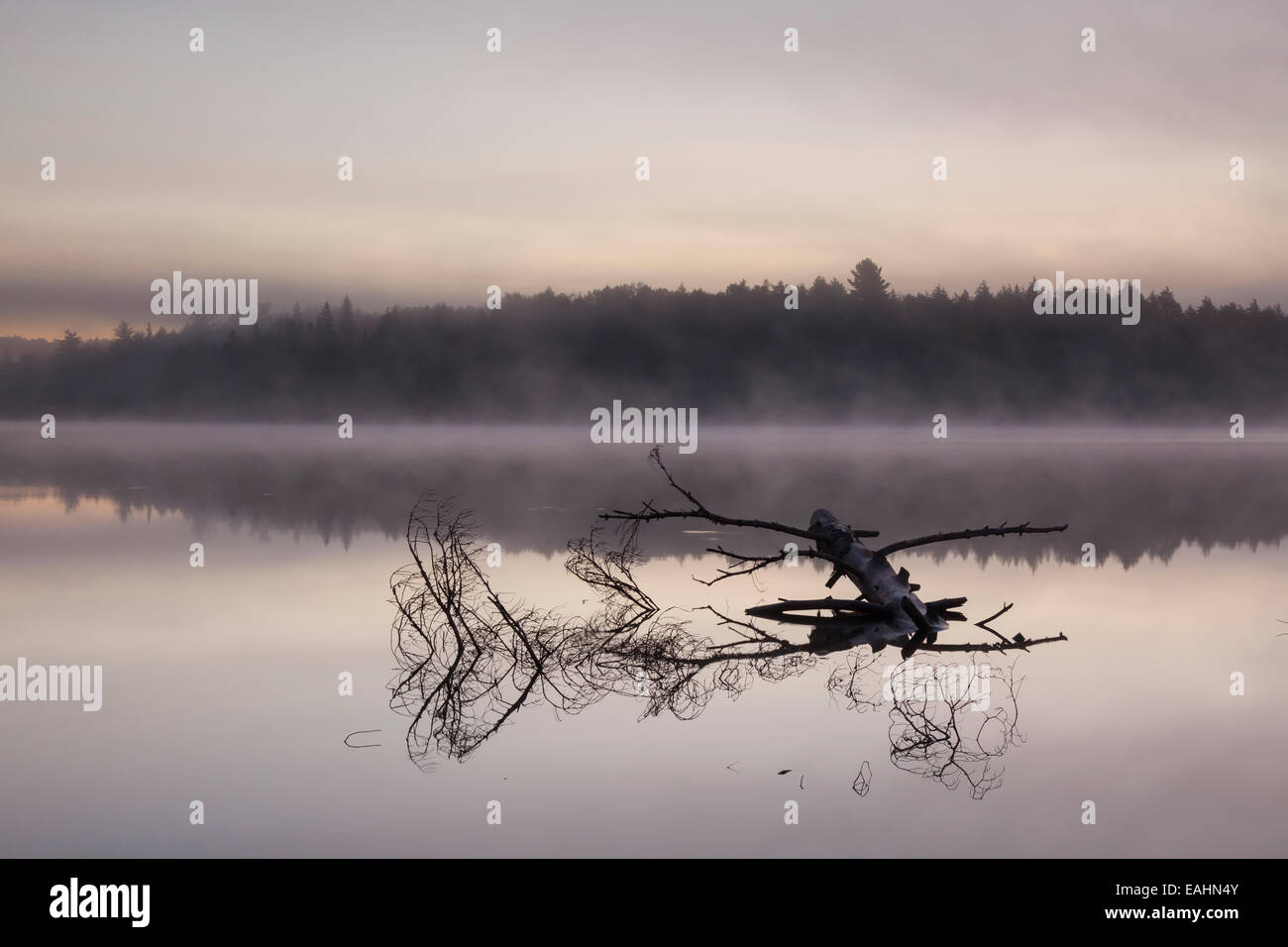 Un albero morto in acqua a sunrise. Algonquin Provincial Park, Ontario, Canada. Foto Stock