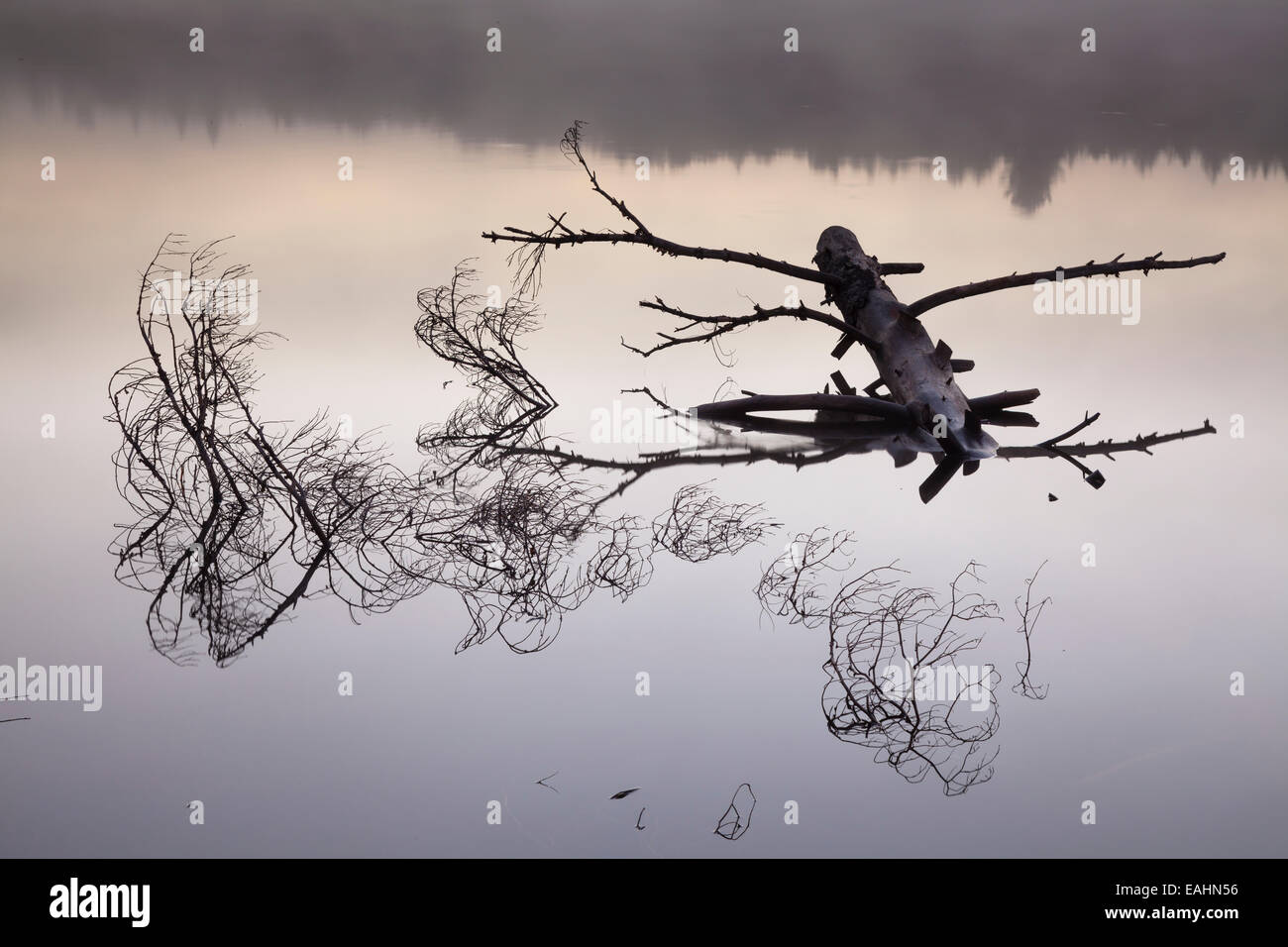 Un albero morto in acqua a sunrise. Algonquin Provincial Park, Ontario, Canada. Foto Stock