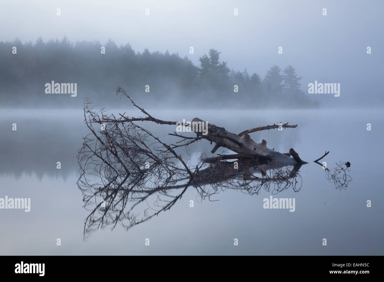 Un albero morto in acqua a sunrise. Algonquin Provincial Park, Ontario, Canada. Foto Stock