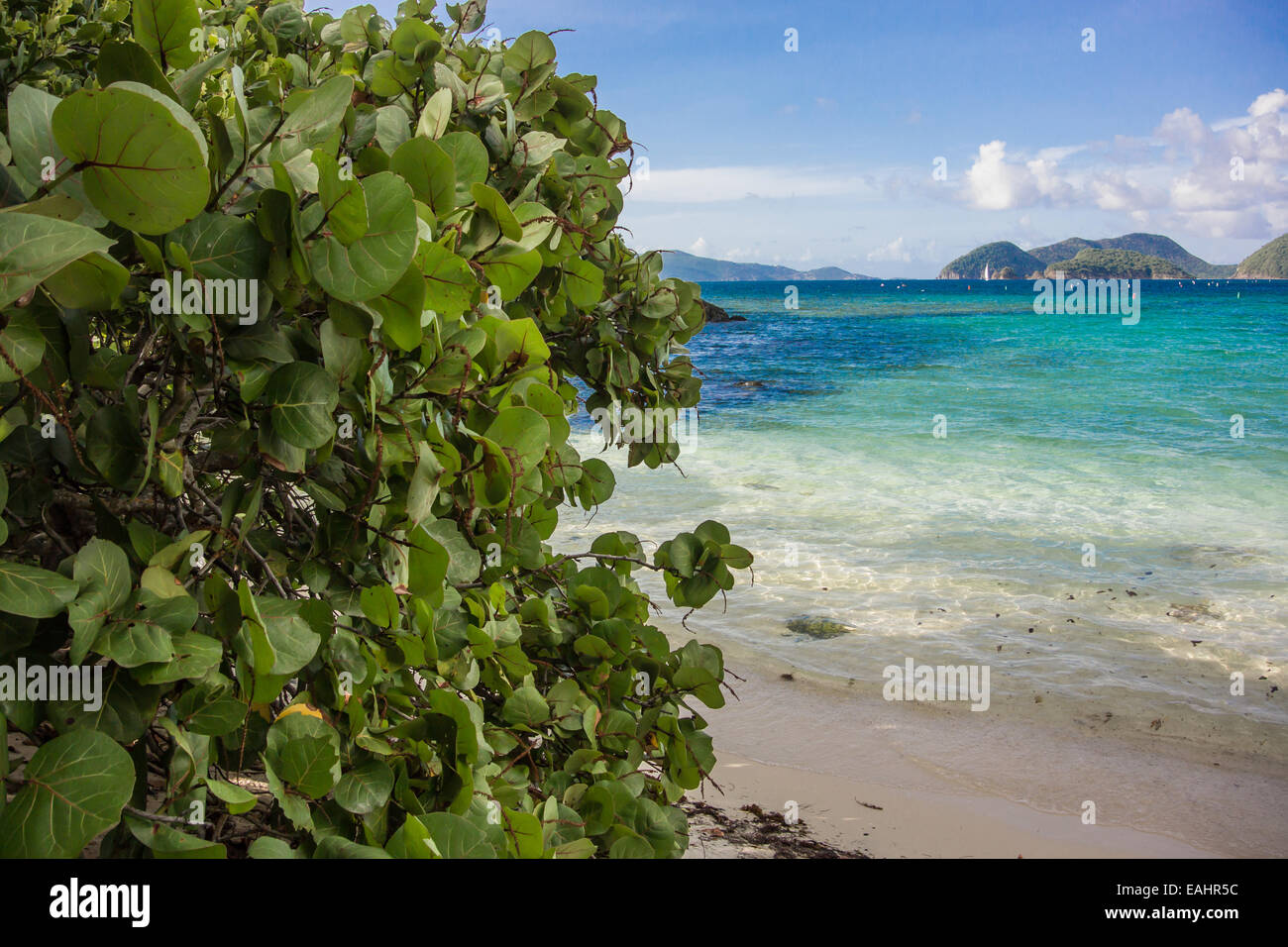 Bright foglie verdi di fronte le brillanti acque blu del Mar dei Caraibi Foto Stock