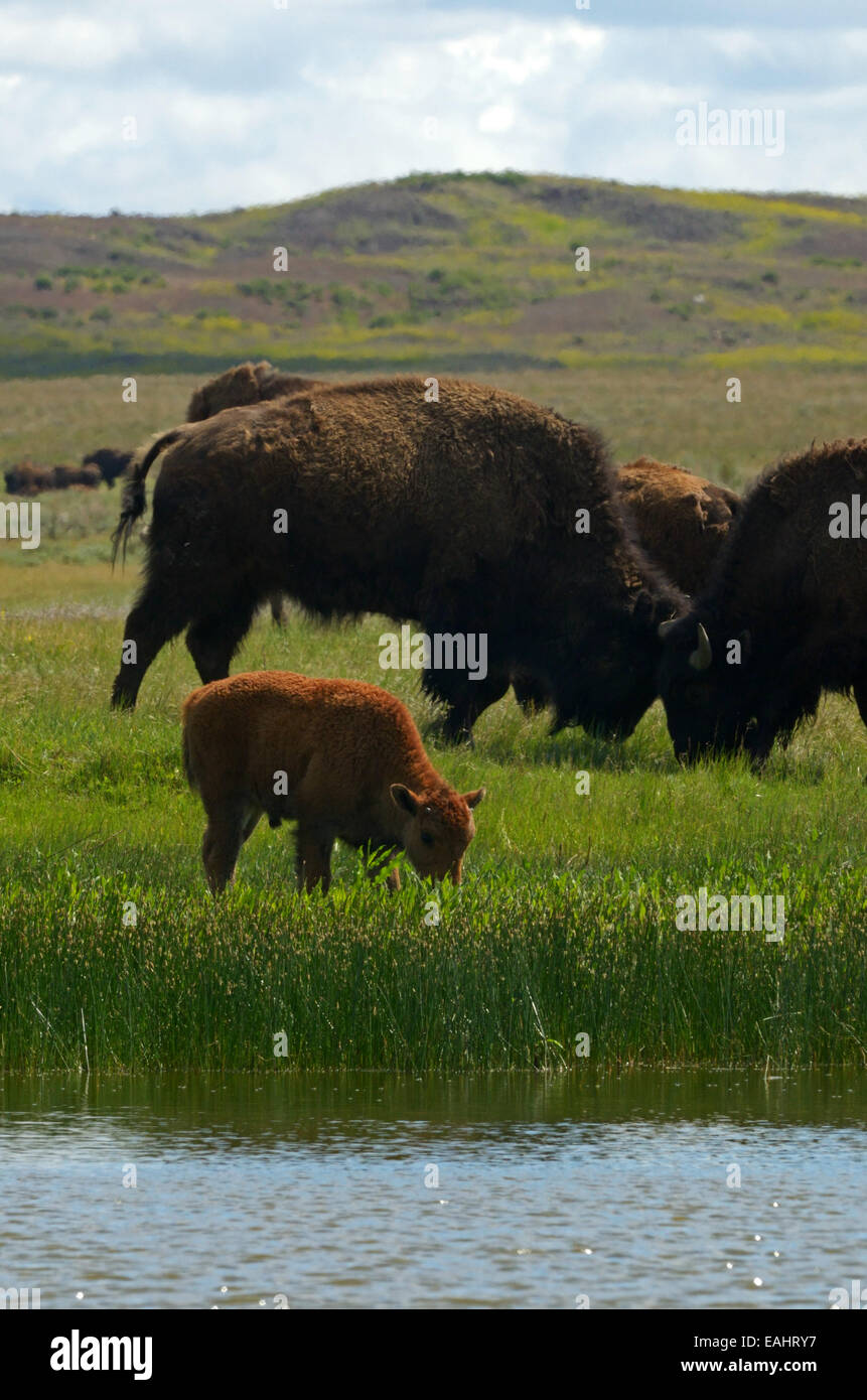 Un vitello di bisonte bevande a partire da una zona umida stagno e bison lesinare sulle grandi pianure del Montana presso American prateria Riserva, Montana. Foto Stock