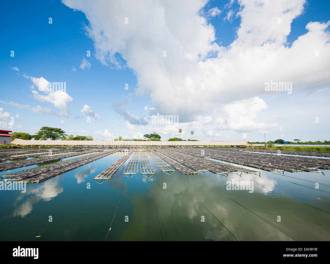 Gabbie di granchio presso l'azienda di produzione di granchi softshell vicino al fiume Yangon in Myanmar Foto Stock