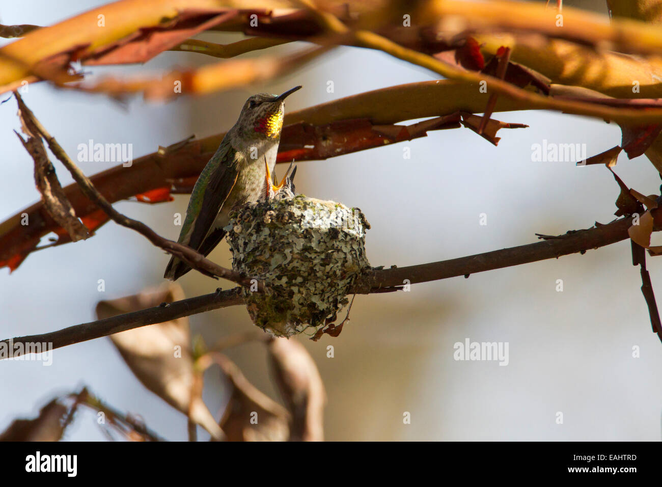 Anna (Hummingbird Calypte anna) alimentazione femmina 2 pulcini sul nido a Buttertubs Marsh, Nanaimo,Vancouver è. BC, Canada in aprile Foto Stock