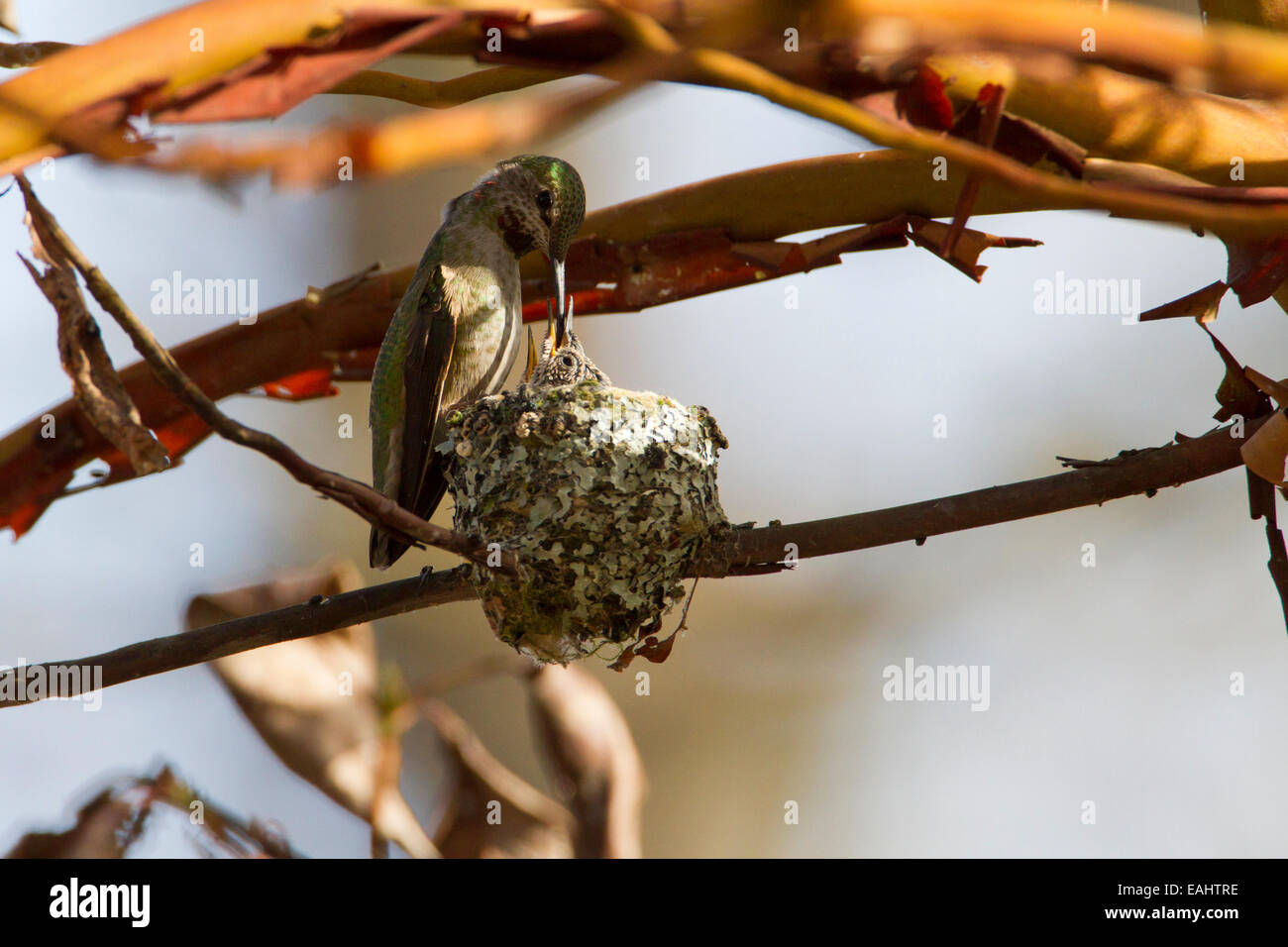 Anna (Hummingbird Calypte anna) alimentazione femmina 2 pulcini sul nido a Buttertubs Marsh, Nanaimo,Vancouver è. BC, Canada in aprile Foto Stock