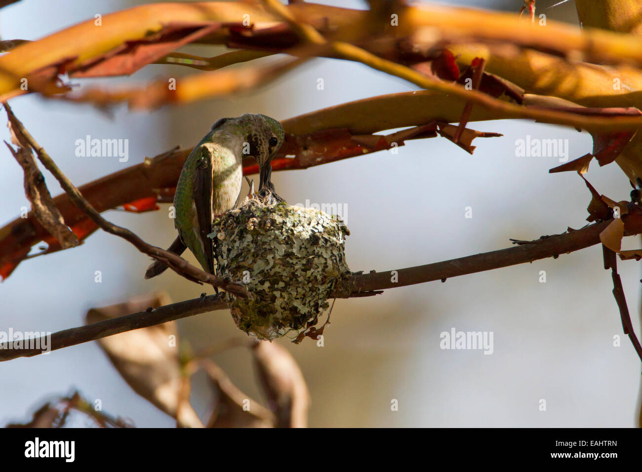 Anna (Hummingbird Calypte anna) alimentazione femmina 2 pulcini sul nido a Buttertubs Marsh, Nanaimo,Vancouver è. BC, Canada in aprile Foto Stock