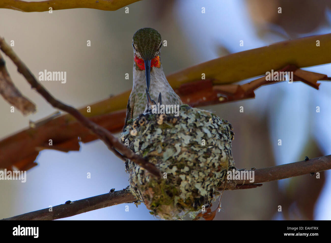 Anna (Hummingbird Calypte anna) alimentazione femmina 2 pulcini sul nido a Buttertubs Marsh, Nanaimo,Vancouver è. BC, Canada in aprile Foto Stock