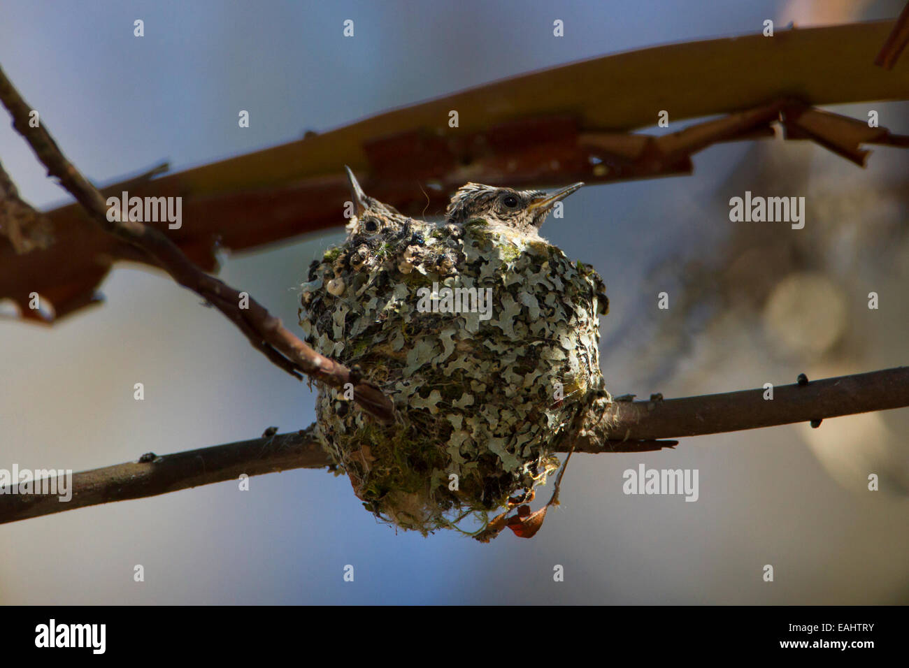Anna (Hummingbird Calypte anna) due pulcini sul nido a Buttertubs Marsh, Nanaimo,Vancouver è. BC, Canada in aprile Foto Stock