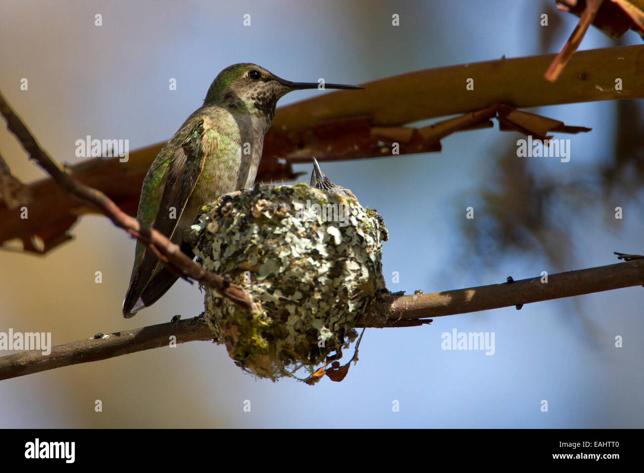 Anna (Hummingbird Calypte anna) alimentazione femmina 2 pulcini sul nido a Buttertubs Marsh, Nanaimo,Vancouver è. BC, Canada in aprile Foto Stock