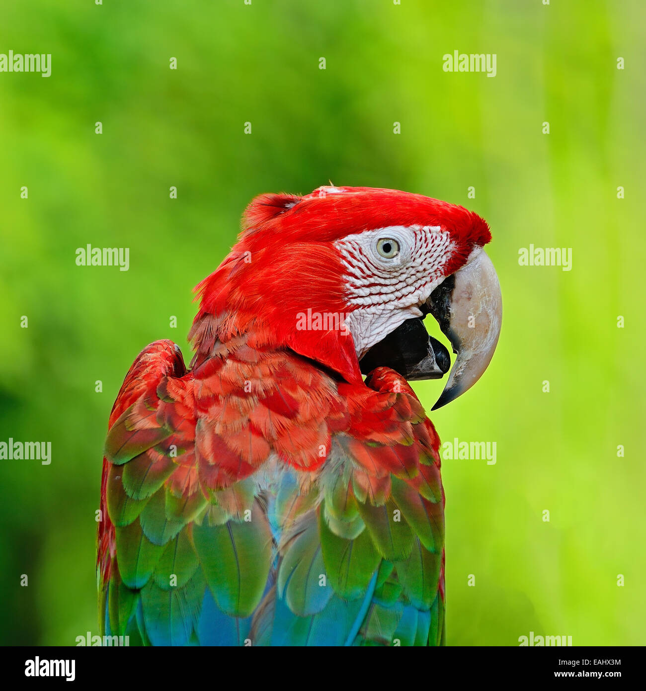 Colorata di verde e rosso, pappagalli macaw Greenwinged voliera, profilo posteriore Foto Stock