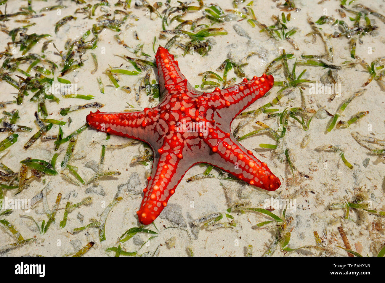 Colorata rossa Stella Marina sulla sabbia bagnata, isola di Zanzibar Foto Stock