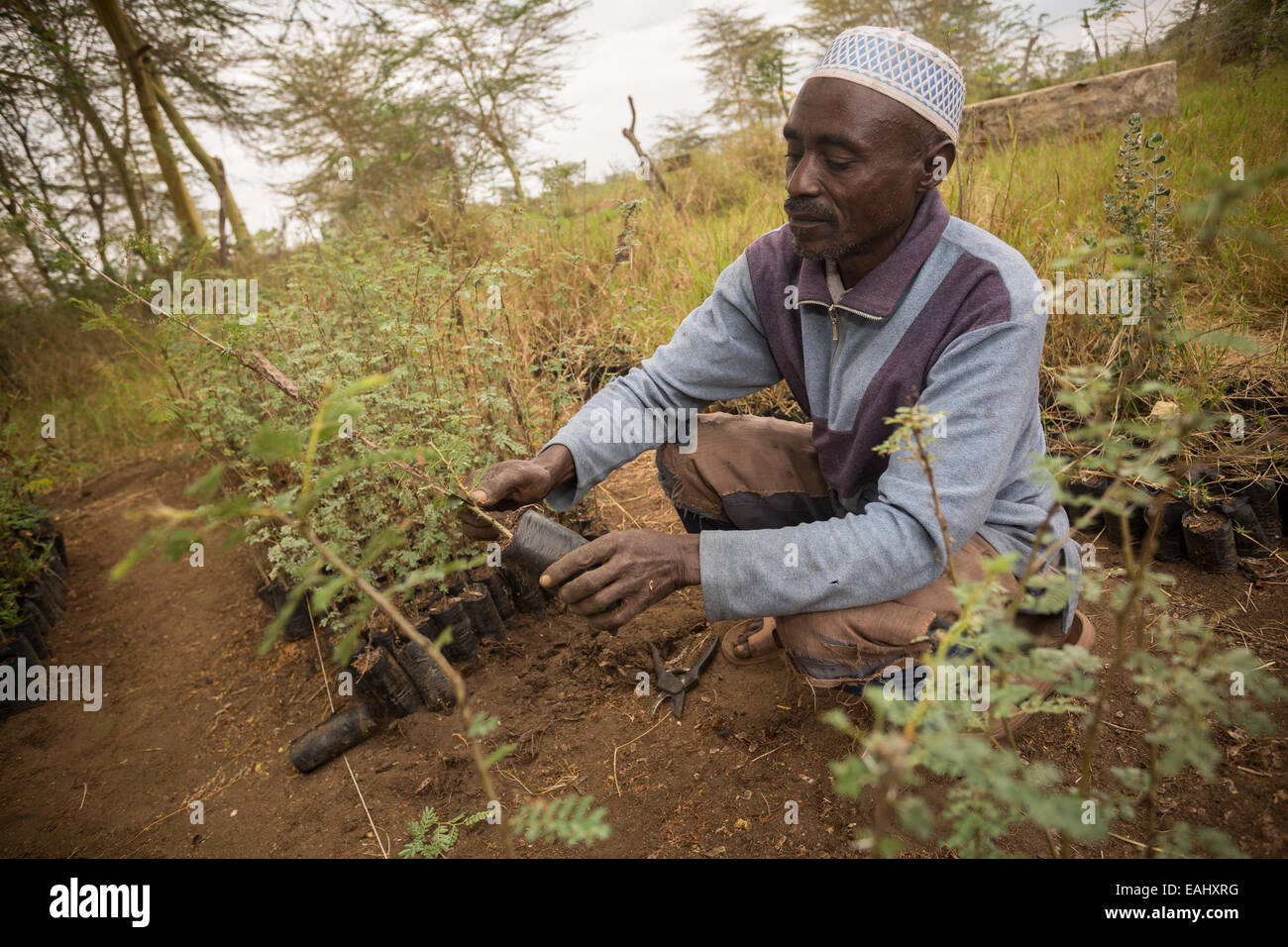 Un agricoltore prugne piantine nel suo vivaio nella contea Makueni, Kenya, Africa orientale. Foto Stock
