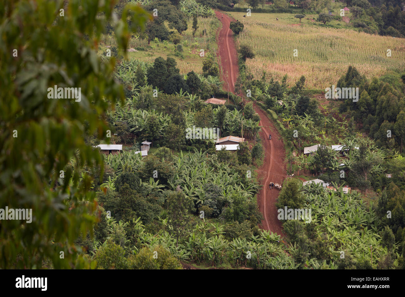 Villaggio rurale Road nel distretto di Kapchorwa - Uganda orientale, Africa orientale. Foto Stock