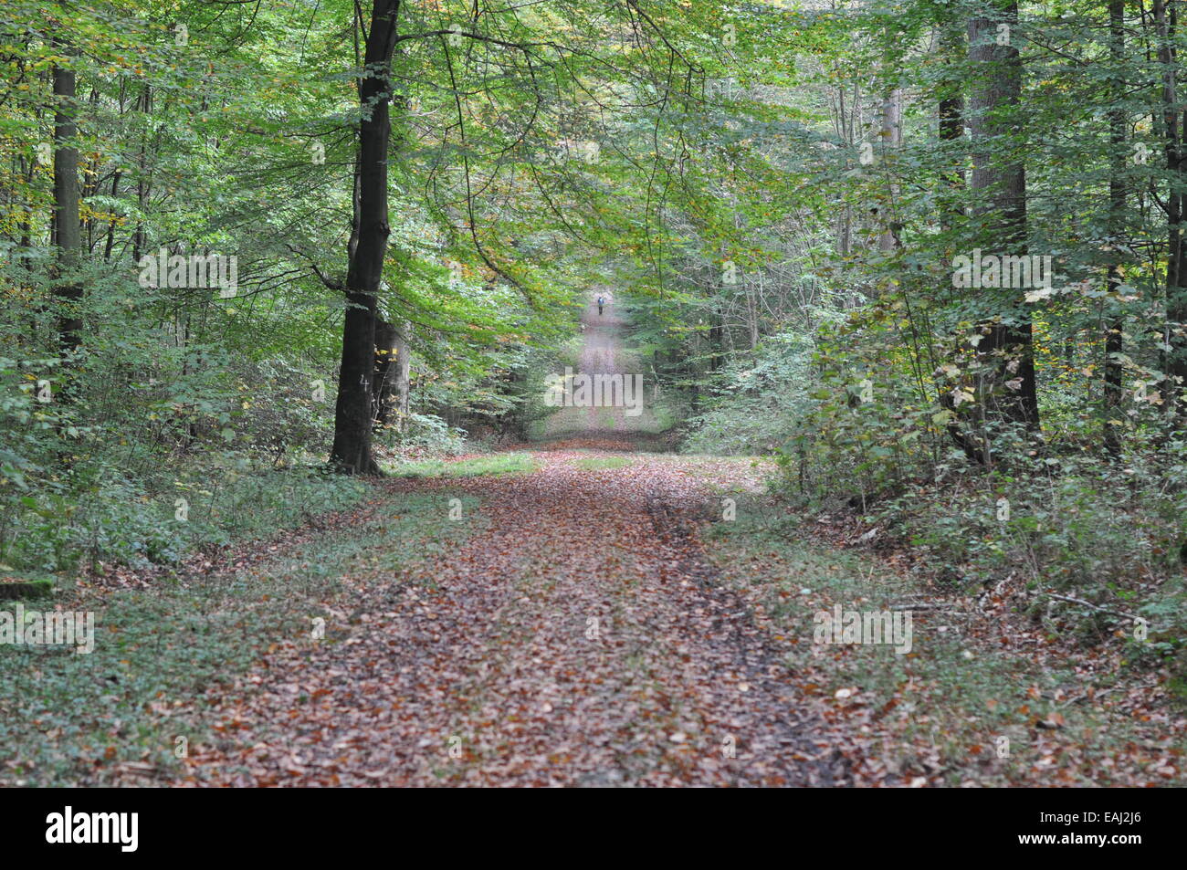 Laub, Laubwald, Herbst, Blätter, autunno, foglie verdi, legno, foresta, percorso Foto Stock