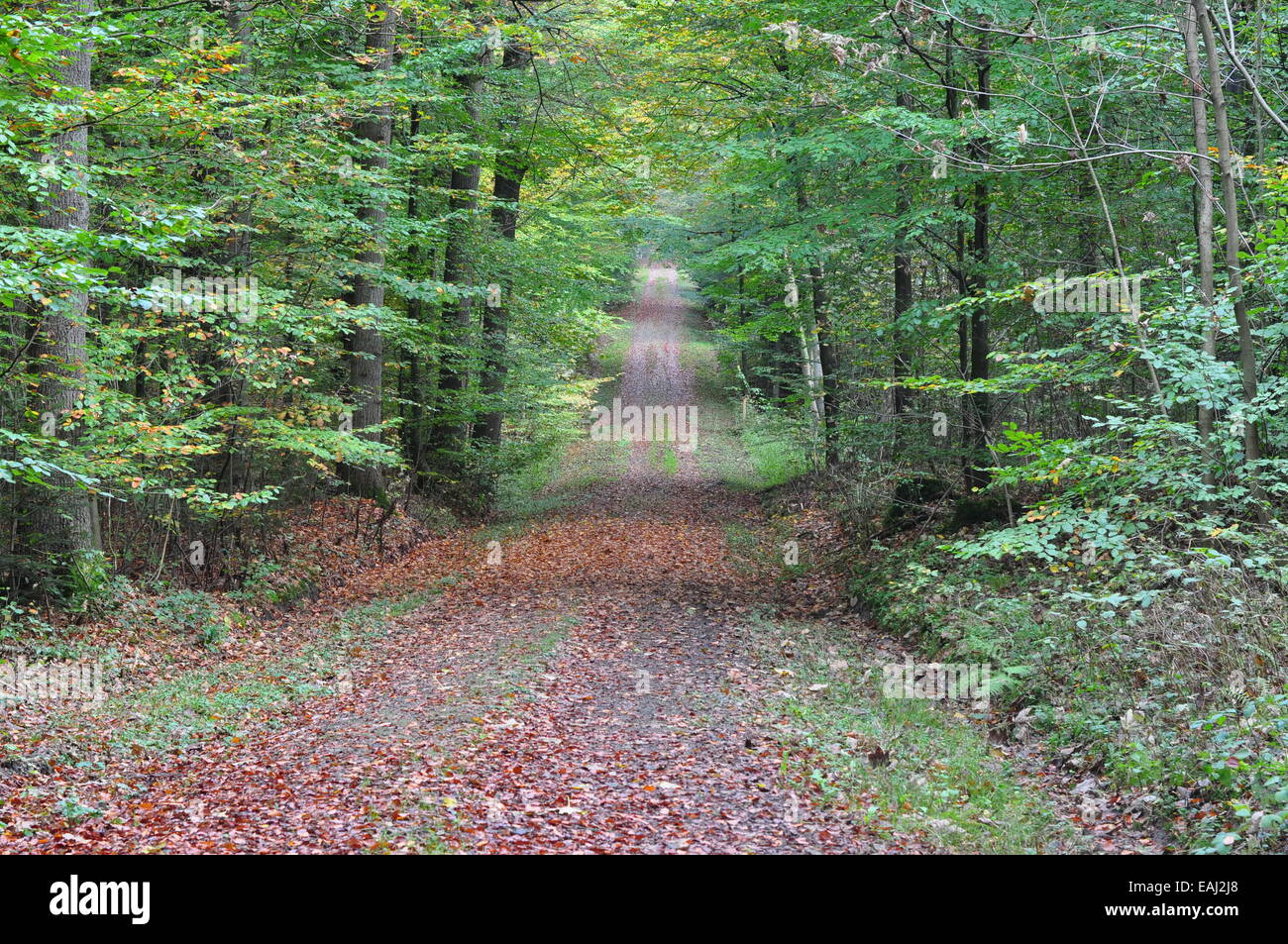 Vicolo in un boschetto di faggio vicino al 'witches scale/ Allee im Buchenwald nahe der Hexentreppe, Maiburg, Kreis Osnabrueck, Germania Foto Stock