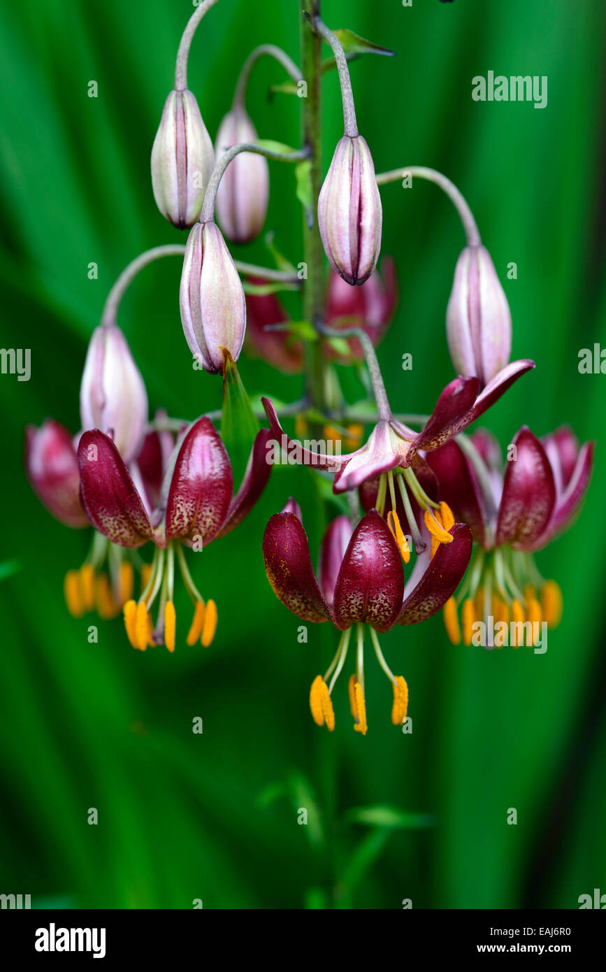 Il Lilium martagon mattina russo giglio rosso gigli turk turchi cap fiore fiori fioritura ritratto di messa a fuoco selettiva floreale RM Foto Stock