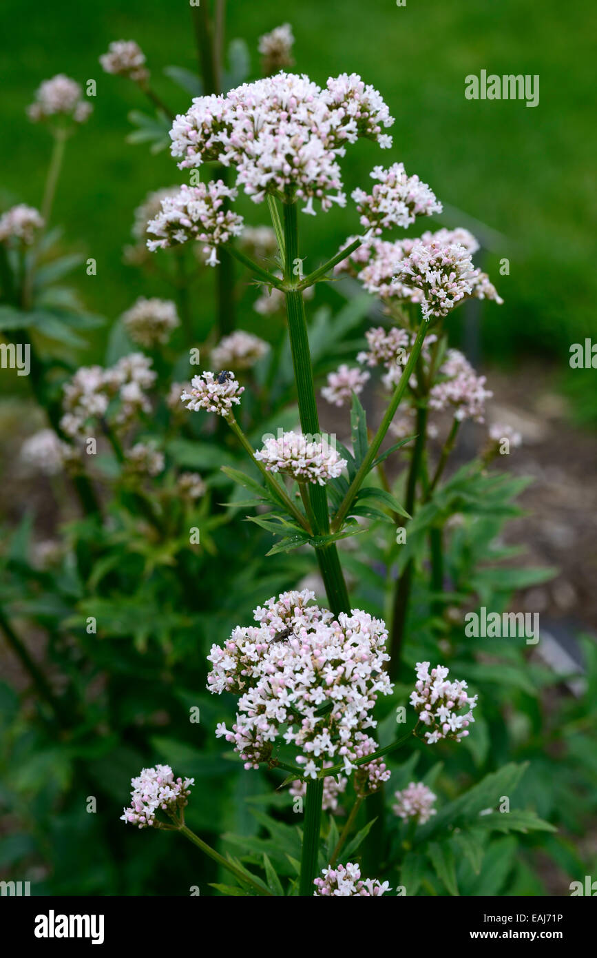 Patrinia villosa fiori bianchi Bai Jiang Cao erba medicinale medicina tradizionale cinese perenne ermafroditi floreale RM Foto Stock