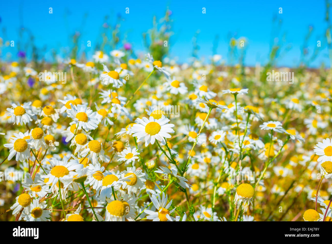 Bel prato di erba verde e camomiles come sfondo su blu, primo piano Foto Stock