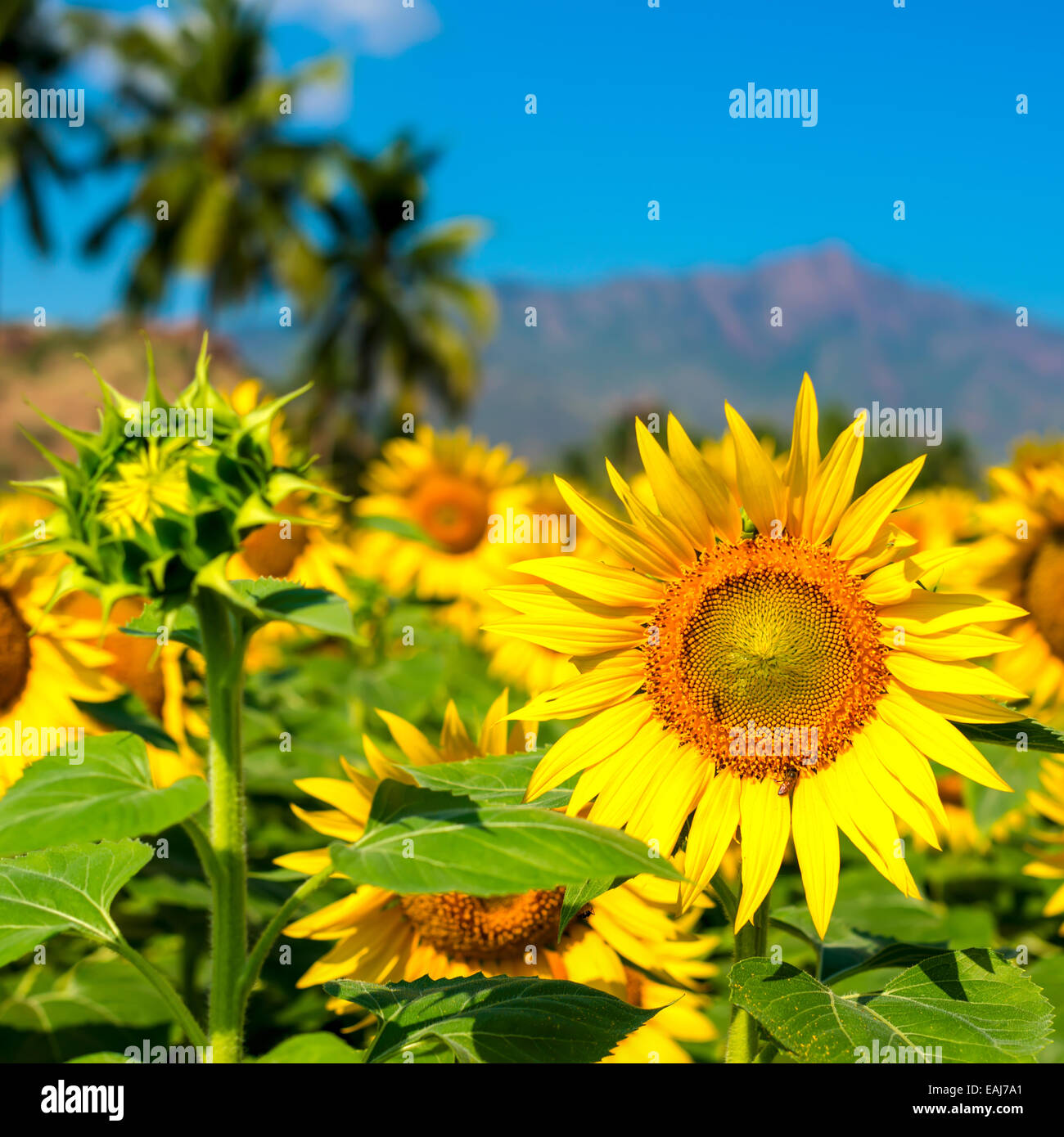 Bellissimo campo fiore di girasole con sfondo blu del cielo e le montagne in India, primo piano Foto Stock