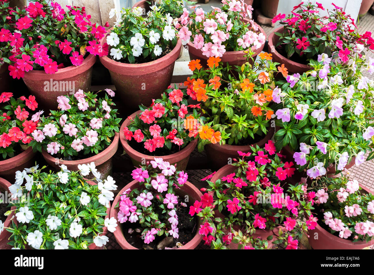 Bella varie fioriture multicolori fiori Impatiens in contenitori, primo piano Foto Stock