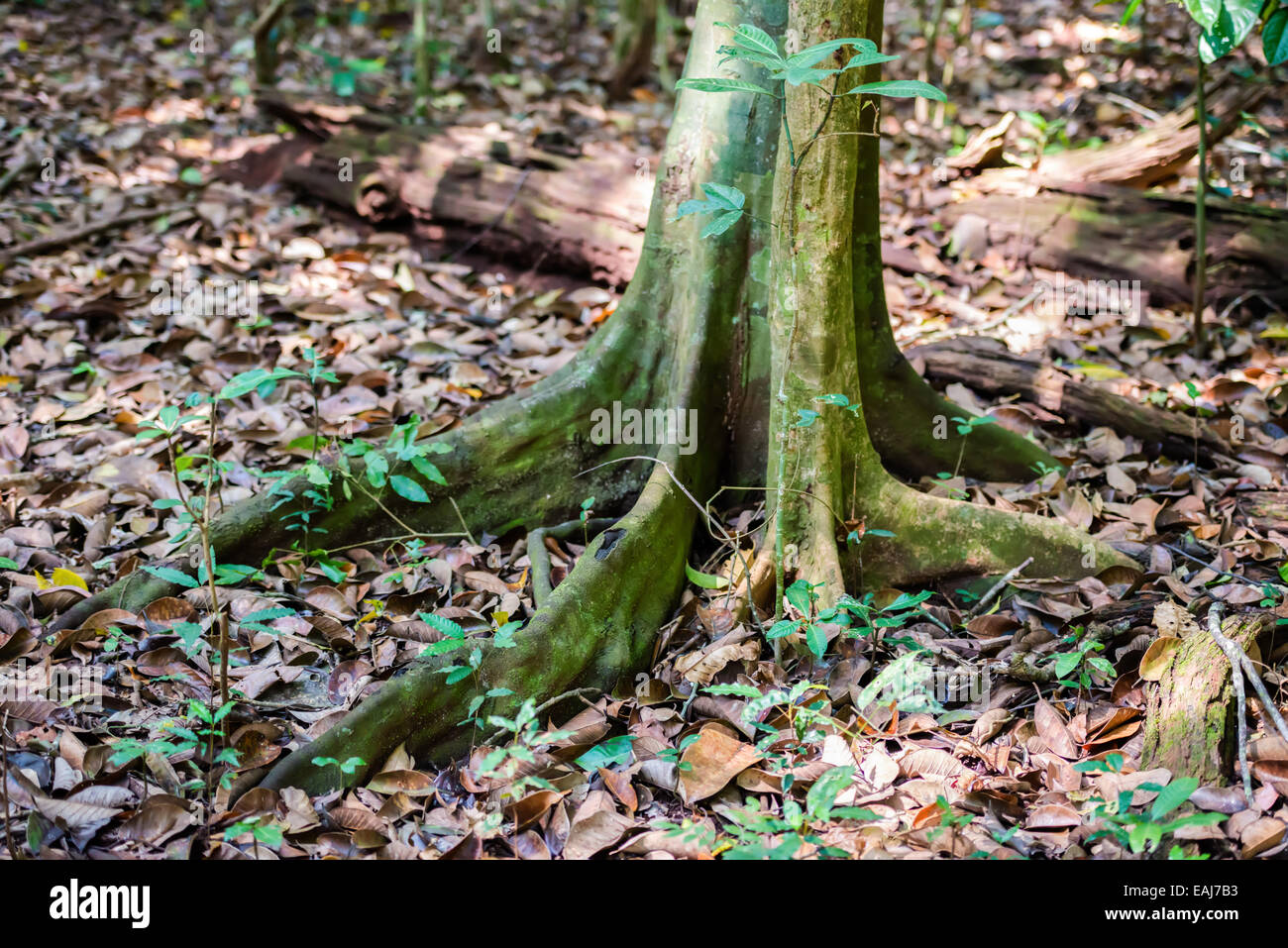 Grande albero radici nella foresta pluviale del Parco Nazionale del Periyar Wildlife Sancturary, India Foto Stock